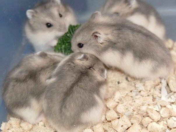 Породы хомяков | ЗооТом - продажа, вязка и услуги для животных в Камызяке