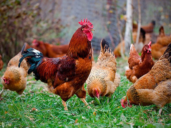 Породы куриц | ЗооТом - продажа, вязка и услуги для животных в Камызяке