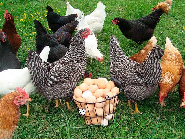 Содержание кур и уход за ними | ЗооТом - продажа, вязка и услуги для животных в Камызяке