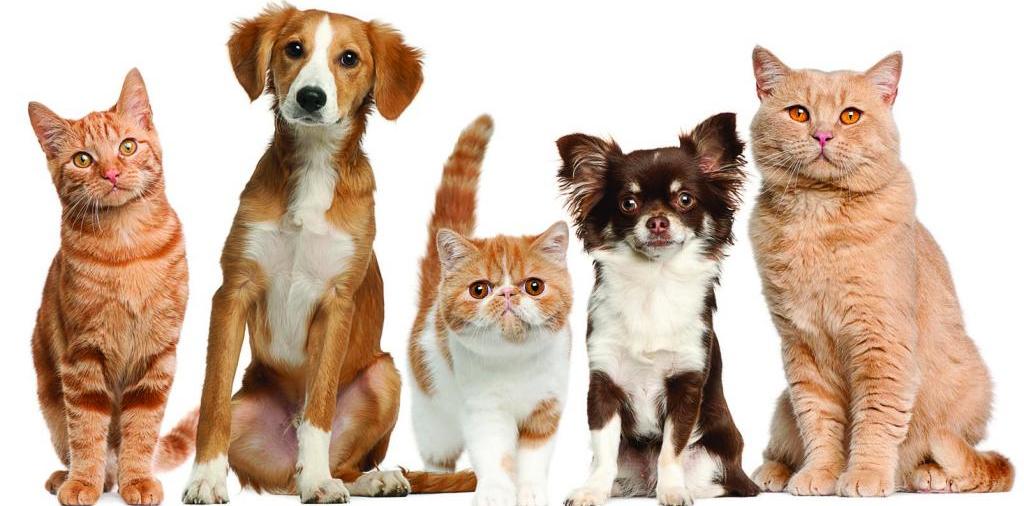 Доска объявлений о животных | ЗооТом - продажа, вязка и услуги для животных в Камызяке