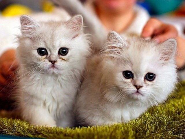 Породы кошек в Камызяке | ЗооТом портал о животных