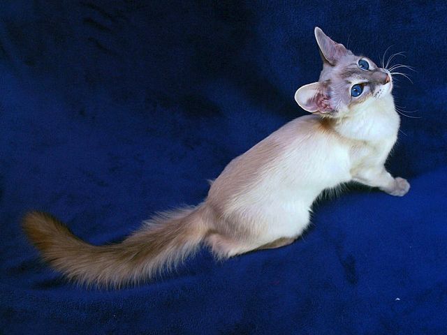 Выведенные породы кошек в Камызяке | ЗооТом портал о животных