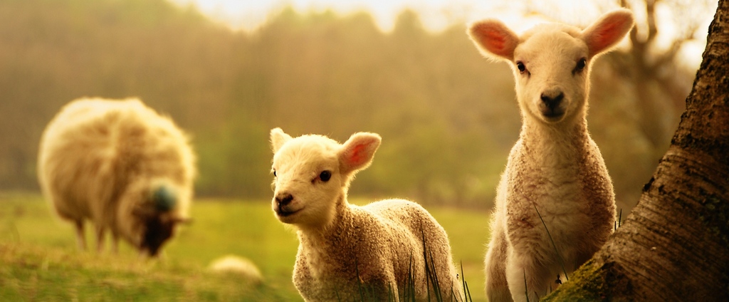 Объявления о сельскохозяйственных животных | ЗооТом - продажа, вязка и услуги для животных в Камызяке