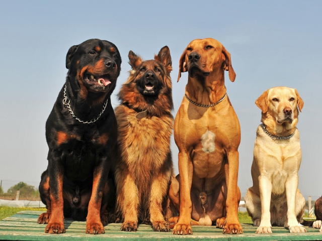 Крупные породы собак в Камызяке | ЗооТом портал о животных