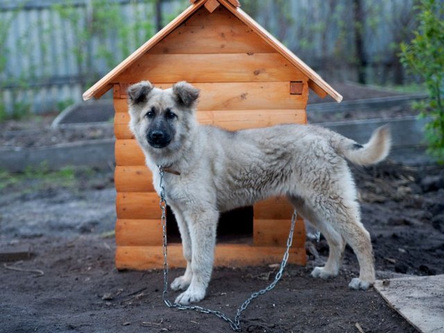 Все о собаках в Камызяке